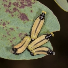 Paropsisterna cloelia (Eucalyptus variegated beetle) at MTR591 at Gundaroo - 1 May 2024 by AlisonMilton