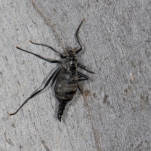 Boreoides subulatus at MTR591 at Gundaroo - 1 May 2024