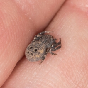 Cymbacha ocellata (Crab spider) at MTR591 at Gundaroo by AlisonMilton