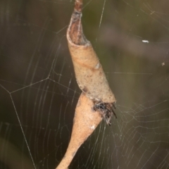 Unidentified Orb-weaving spider (several families) at suppressed - 1 May 2024 by AlisonMilton