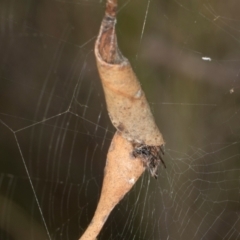 Phonognathidae (family) (Leaf curling orb-weavers) at MTR591 at Gundaroo - 1 May 2024 by AlisonMilton