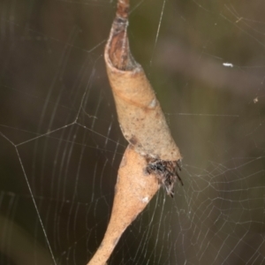 Unidentified Orb-weaving spider (several families) at Gundaroo, NSW by AlisonMilton