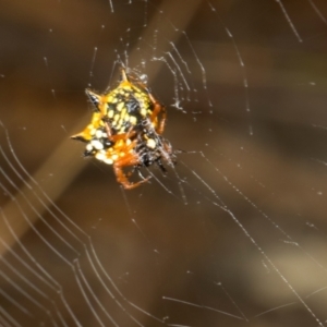 Austracantha minax (Christmas Spider, Jewel Spider) at MTR591 at Gundaroo by AlisonMilton
