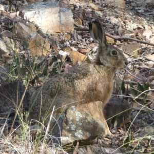 Lepus capensis (Brown Hare) at Bruce Ridge to Gossan Hill by JohnGiacon