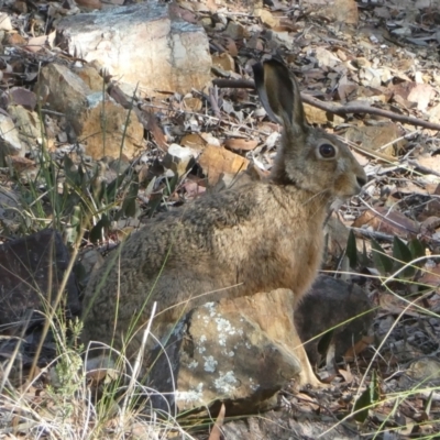 Lepus capensis (Brown Hare) at Bruce, ACT - 1 May 2024 by JohnGiacon