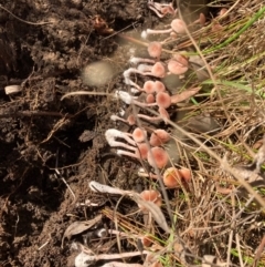 Unidentified Fungus at Bruce, ACT - 1 May 2024 by JohnGiacon