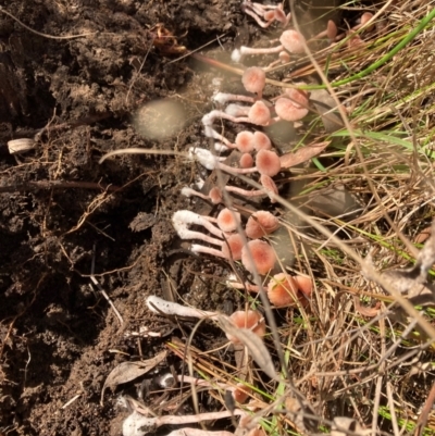 Unidentified Fungus at Bruce Ridge to Gossan Hill - 1 May 2024 by JohnGiacon