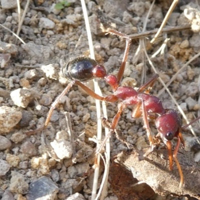 Myrmecia forficata (A Bull ant) at Bruce, ACT - 1 May 2024 by JohnGiacon