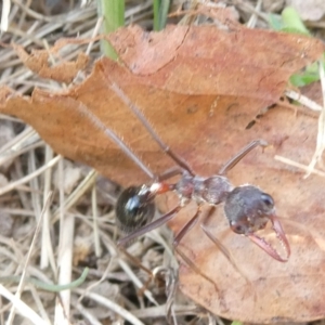 Myrmecia forficata at Flea Bog Flat to Emu Creek Corridor - 1 May 2024