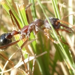 Myrmecia forficata at Flea Bog Flat to Emu Creek Corridor - 1 May 2024