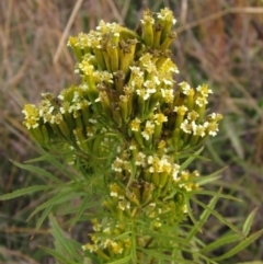 Tagetes minuta (Stinking Roger) at Weetangera, ACT - 30 Apr 2024 by pinnaCLE