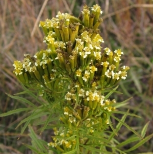 Tagetes minuta at The Pinnacle - 30 Apr 2024