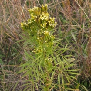 Tagetes minuta at The Pinnacle - 30 Apr 2024 03:48 PM