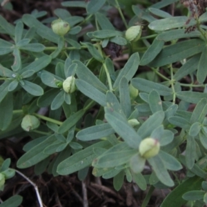 Hypericum perforatum (St John's Wort) at Weetangera, ACT by pinnaCLE