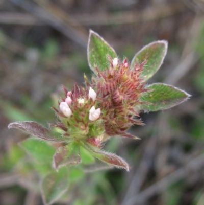Trifolium striatum at Weetangera, ACT - 30 Apr 2024 by pinnaCLE