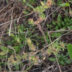 Trifolium striatum at The Pinnacle - 30 Apr 2024 03:55 PM