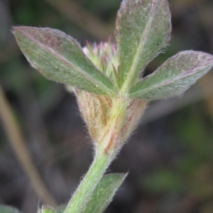 Trifolium striatum at The Pinnacle - 30 Apr 2024 03:55 PM