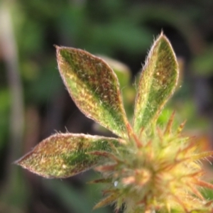 Trifolium striatum at The Pinnacle - 30 Apr 2024