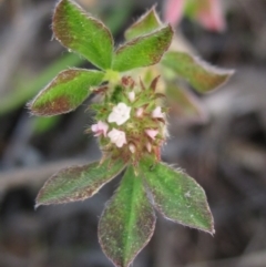 Trifolium striatum at The Pinnacle - 30 Apr 2024