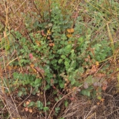 Sanguisorba minor (Salad Burnet, Sheep's Burnet) at Weetangera, ACT - 30 Apr 2024 by pinnaCLE