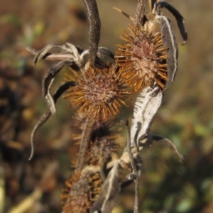 Xanthium spinosum at Whitlam, ACT - 1 May 2024