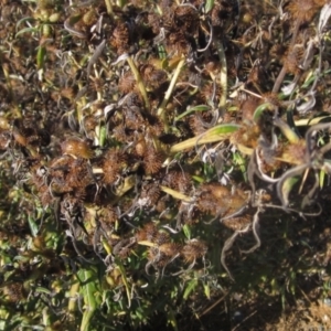 Xanthium spinosum at Whitlam, ACT - 1 May 2024