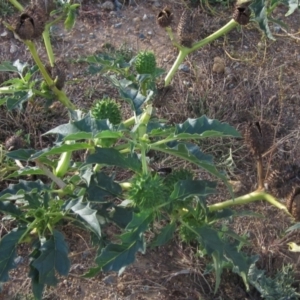 Datura stramonium at Whitlam, ACT - 1 May 2024