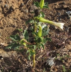 Datura stramonium at Whitlam, ACT - 1 May 2024