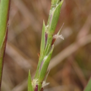 Hemarthria uncinata at Umbagong District Park - 30 Apr 2024