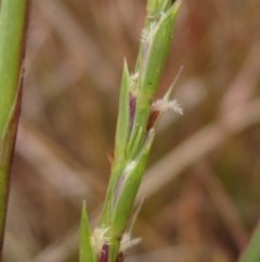 Hemarthria uncinata (Matgrass) at Latham, ACT - 30 Apr 2024 by pinnaCLE