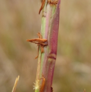 Hemarthria uncinata at Umbagong District Park - 30 Apr 2024