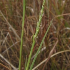 Hemarthria uncinata at Umbagong District Park - 30 Apr 2024