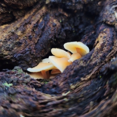Unidentified Cap on a stem; gills below cap [mushrooms or mushroom-like] at QPRC LGA - 1 May 2024 by Csteele4