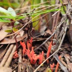 Clavulinopsis sulcata (A club fungi) at Harolds Cross, NSW - 1 May 2024 by Csteele4