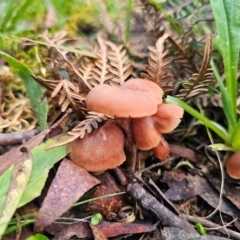 Laccaria sp. (Laccaria) at Tallaganda State Forest - 1 May 2024 by Csteele4