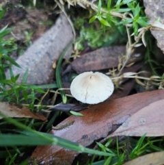 Hemimycena sp. at QPRC LGA - 1 May 2024 by Csteele4