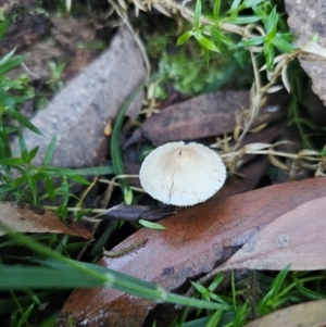 Hemimycena sp. at suppressed by Csteele4