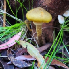 Armillaria luteobubalina (Australian Honey Fungus) at QPRC LGA - 1 May 2024 by Csteele4