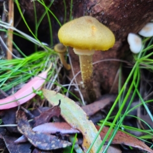 Armillaria luteobubalina (Australian Honey Fungus) at QPRC LGA by Csteele4