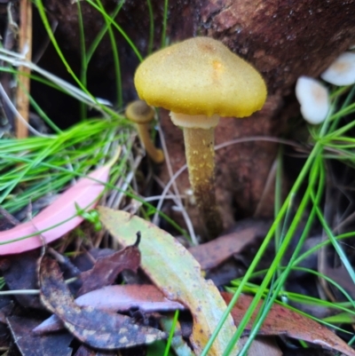Armillaria luteobubalina (Australian Honey Fungus) at Tallaganda State Forest - 1 May 2024 by Csteele4