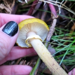 Armillaria luteobubalina at QPRC LGA - 1 May 2024