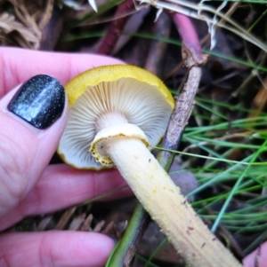 Armillaria luteobubalina at QPRC LGA - 1 May 2024