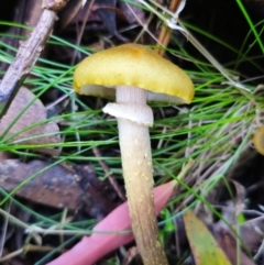 Armillaria luteobubalina at QPRC LGA - 1 May 2024