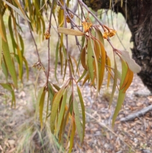 Amyema miquelii at QPRC LGA - 29 Apr 2024