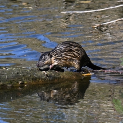 Hydromys chrysogaster (Rakali or Water Rat) at Jerrabomberra Wetlands - 1 May 2024 by davidcunninghamwildlife