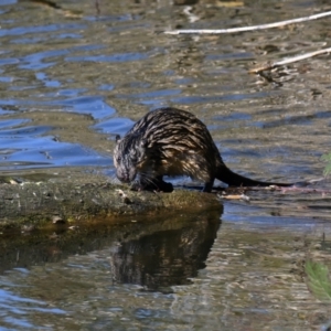 Hydromys chrysogaster at JER550: JWs - Jerra Ck @ Board Walk - 1 May 2024