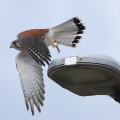 Falco cenchroides (Nankeen Kestrel) at Lawson, ACT - 29 Apr 2024 by TimL