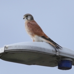 Falco cenchroides at Lawson, ACT - 29 Apr 2024