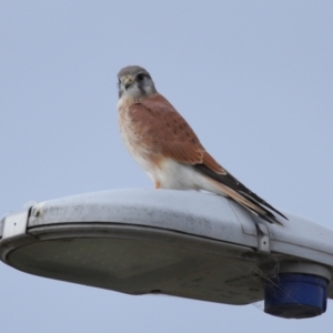 Falco cenchroides at Lawson, ACT - 29 Apr 2024