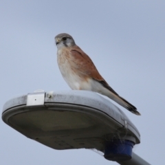 Falco cenchroides at Lawson, ACT - 29 Apr 2024